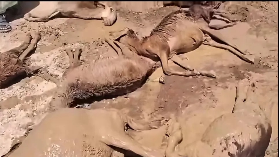 الموارد المعدنية تحقق في نفوق ضأن وتحذر من مخاطر التعدين العشوائي